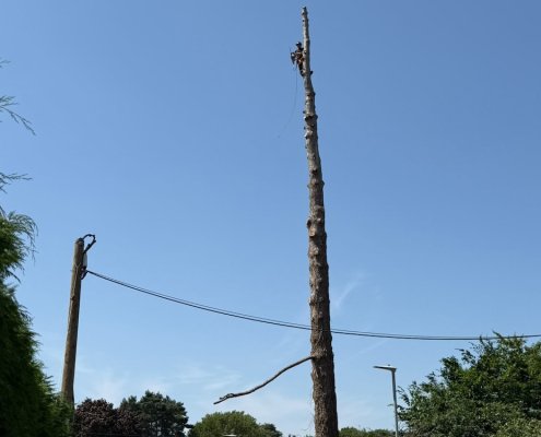 Pine tree has died