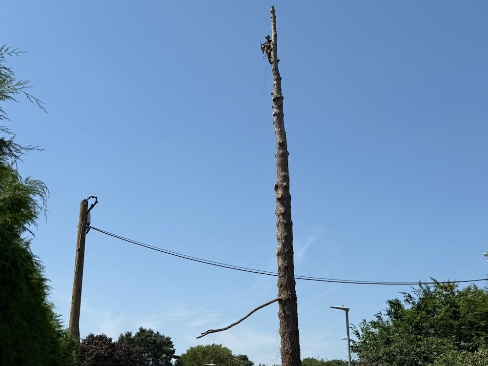 Pine tree has died Pine tree has died